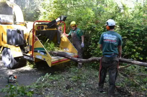 tree services LaFayette